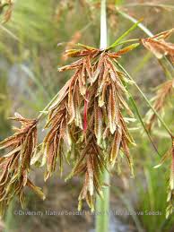 Image result for Cyperus exaltatus