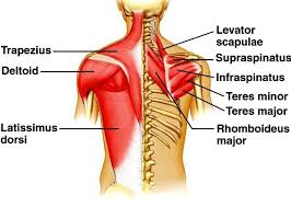 Some of these muscles are quite large and cover broad areas. Back Muscle Anatomy Science Online
