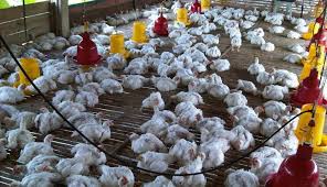 Cara ternak ayam broiler ini telah dibuktikan oleh mitra kami hingga mendapatkan penghargaan keunggulan utama suplemen organik cair gdm spesialis ternak ini adalah pada kandungan untuk ayam, ada beberapa vaksin yang bisa diberikan, yaitu vaksin nd/tetelo pada umur 4 hari, lalu vaksin. Harga Ayam Potong Di Singkawang Naik 12 Persen