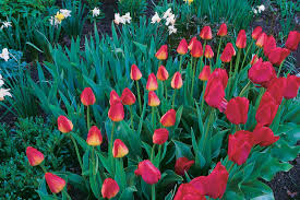 Fall is a great time for planting bulbs, they sprout fairly quickly and are pretty hard to mess up. Fall Bulb Planting Everything You Need To Know For A Spectacular Spring Show Finegardening