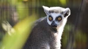 Living creature that can move. Meet The Animals The Maryland Zoo