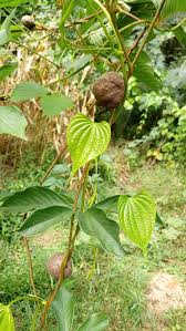 Image result for Dioscorea bulbifera