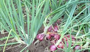 Image result for Gambar bawang