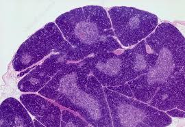 Image result for Thymus