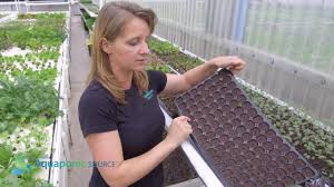 Buy plug plant trays products and get the best deals at the lowest prices on ebay! Using Plug Trays To Grow Seedlings Youtube
