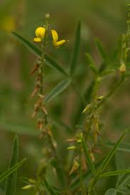 Image result for Crotalaria oocarpa