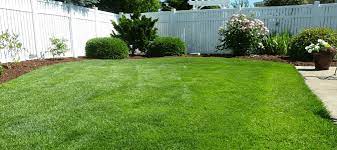 Irrigate new fescue sod as soon as you finish sodding. The Ultimate Guide To St Augustine Grass Care Abc Blog