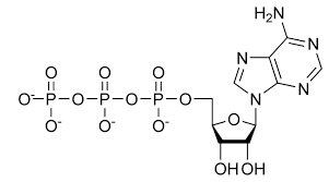 Atp becomes adp with the loss of a phosphate group, and this reaction releases energy. Atp Adp Chemistry Libretexts