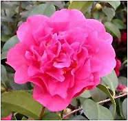Click To View Full Size Photo Of Tom Knudsen Camellia Camellia Japonica Tom Knudson At Atlantic Avenue Orchid Garden Kamelya