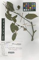 Image result for Rourea thomsonii