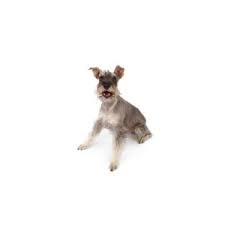 One way to determine the ancestry of your mixed breed is through a dna test. Miniature Schnauzer Puppies Petland Dallas Tx