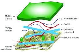 Check spelling or type a new query. Plant Cell Wall Structure Diagrammatic Representation Of The Major Download Scientific Diagram