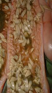 From band (tape) +‎ wurm (worm). Bandwurmer Beim Pferd