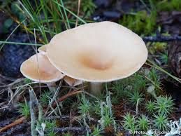Image result for Clitocybe multiceps