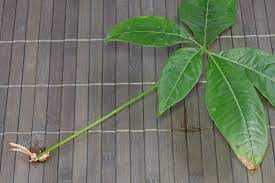 Money Tree Pachira Aquatica Money Trees Money Tree Plant Money Tree Plant Care