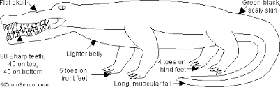 Seussthank you for watching.i hope you enjoy the kids book. Alligators Printout Enchantedlearning Com