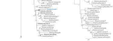 Image result for Stereochlaena cameronii