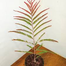 Image result for Phyllanthus zornioides