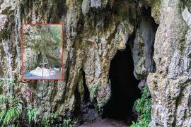 Image result for Lindackeria dentata