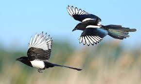 Our community hub at victoria park. Country Diary Magpies Are Not To Be Seen In Black And White Terms Birds The Guardian
