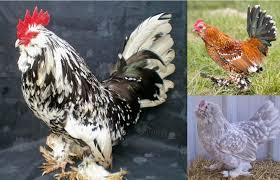 We did not find results for: Top 12 Most Beautiful Chicken Breeds