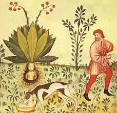 I would recommend this to a friend! Harry Potter Herbology 101 Garden Design