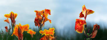 Cannas, you see, are essentially tropical plants and won't overwinter outdoors in cool temperate climates. Canna Lily Plant Care Growing Tips Horticulture Co Uk