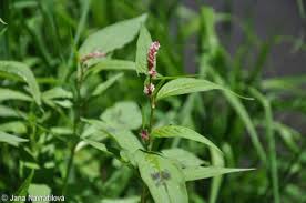 Image result for Persicaria lapathifolia