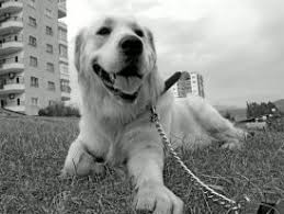 Manco Profil Sayfasi 142 Petozel Com Golden Retriever Retriever Kopek