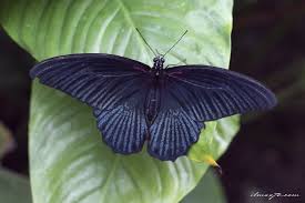 La butterfly arc a montegrotto terme è la prima casa delle farfalle ad essere stata costruita in italia (esiste dal 1988 grazie agli gli entomologi enzo il bosco delle fate ospita anche la voliera delle grandi falene tropicali (la casa delle falene giganti) e l'ultima parte del percorso dedicato al mondo. La Casa Delle Farfalle Montegrotto Massimiliano Nascimbeni Flickr