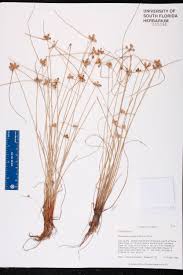 Image result for Lipocarpha