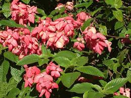 Image result for Mussaenda