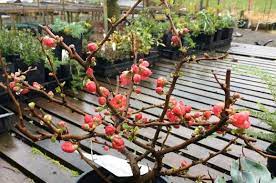Buy harry lauder's walking stick online. Chaenomeles X Superba Texas Scarlet Chaenomeles Texas Scarlet Chaenomeles Speciosa Texas Scarlet Texas Scarlet Flowering Quince Plant Lust