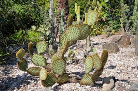 It's one of the smaller prickly pear cactus plants. Green Pads On A Prickly Pear Cactus Opuntia Indian Fig Opuntia Stock Photo Picture And Royalty Free Image Image 132934830