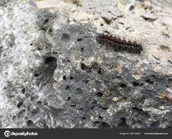 Red Black Hairy Caterpillar Common Anthelid Moth Crawling