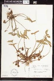 Image result for Limnophyton angolense
