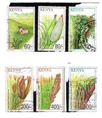 Image result for Aframomum polyanthum