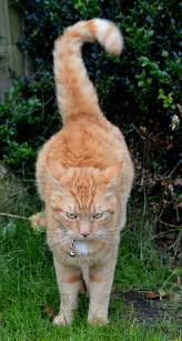 Und dann sollte man sie kastrieren lassen. Kater Job Revier Markieren Foto Bild Tiere Haustiere Katzen Bilder Auf Fotocommunity