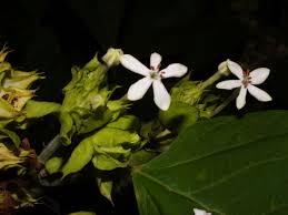 Image result for Clerodendrum umbellatum