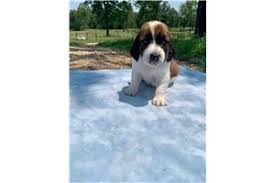 Find puppies for adoption from breeders, rescues and shelters. Mqvcyzlknkla7m
