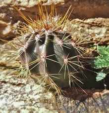 It is shipped bare root because the weight of the soil and pot will damage the this size plant is from 8 to 10 years old. Climate Change Saguaro National Park U S National Park Service