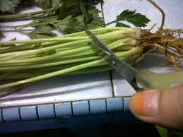 We did not find results for: Cara Tanam Daun Sup Dari Akar Betul Betul Menjadi Impiana