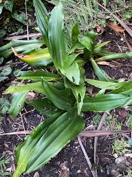 Image result for Lepidagathis plantaginea