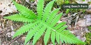 Fern Identification Workshop