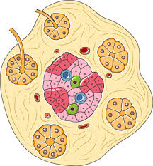 We did not find results for: Pancreas Islet Of Langerhans Servier Medical Art