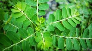 Sebenarnya saya sendiripun awalnya belum tahu persis bentuk english. Kelor Leaves Benefits Steemkr