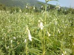 Sesame was grown in india, arabia and ancient rome even before the onset of our era. Sesame Seeds The Benefits And Harm Sesame How To Grow And Where Types Of Sesame Cultivation Useful Properties