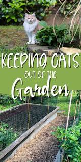 It is an attractive plant and has excellent foliage, attractive spikes, and blue flowers. The Never Fail Way To Keep Cats Out Of The Garden In 2021 Cat Repellant Garden Cat Repellant Outdoor Fenced Vegetable Garden
