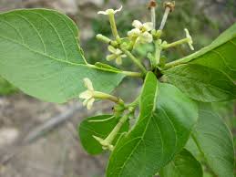 Image result for Guettarda