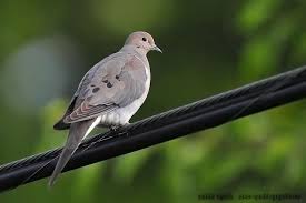 Mis Fotos De Aves Paloma Huilota Zenaida Macroura Mourning Dove Zenaida Macroura Fotos De Aves Aves